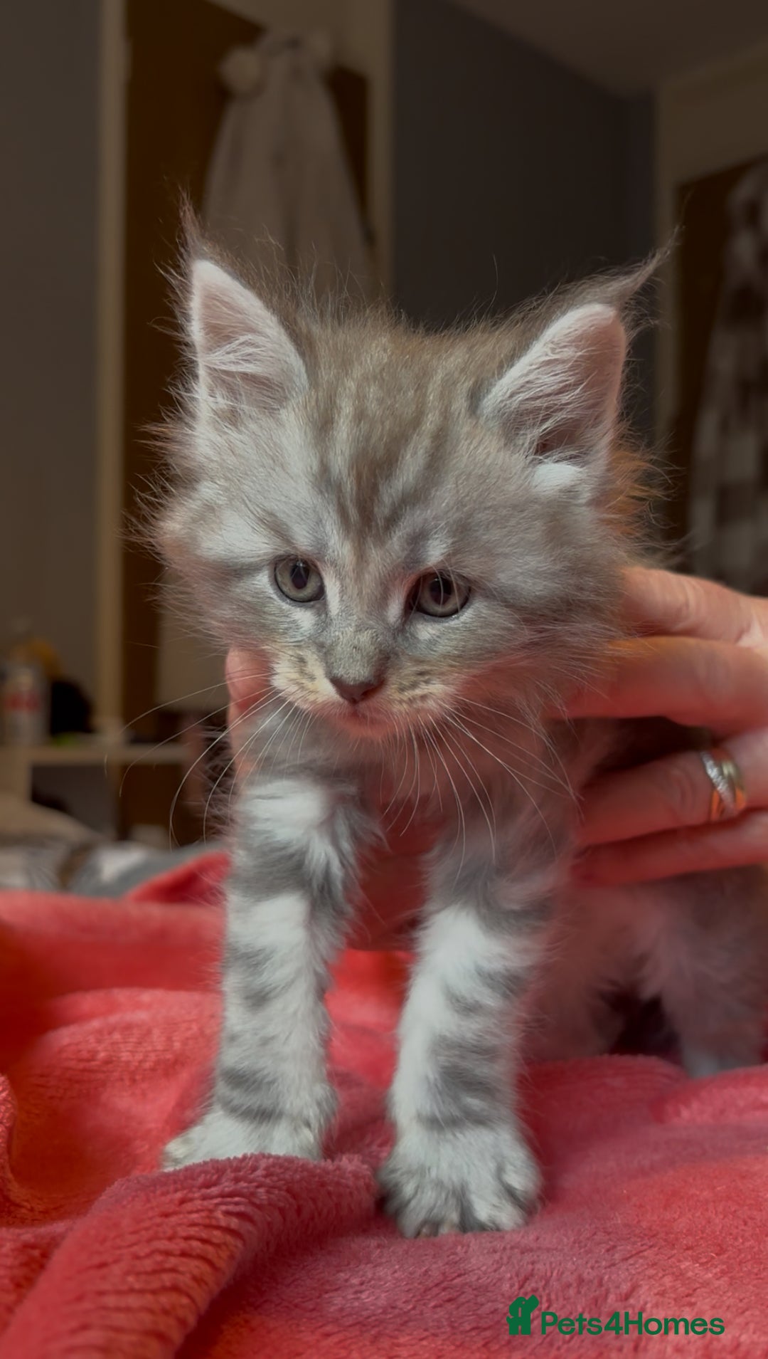 Maine Coon cats for sale: 4 stunning ACTIVE tica registered Maine coons - Image 5