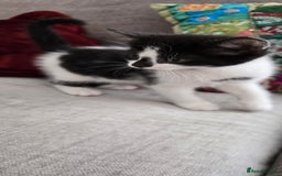 Mixed Breed cats for sale: Heart-Marked & Beautiful Kittens Ready - Image 5