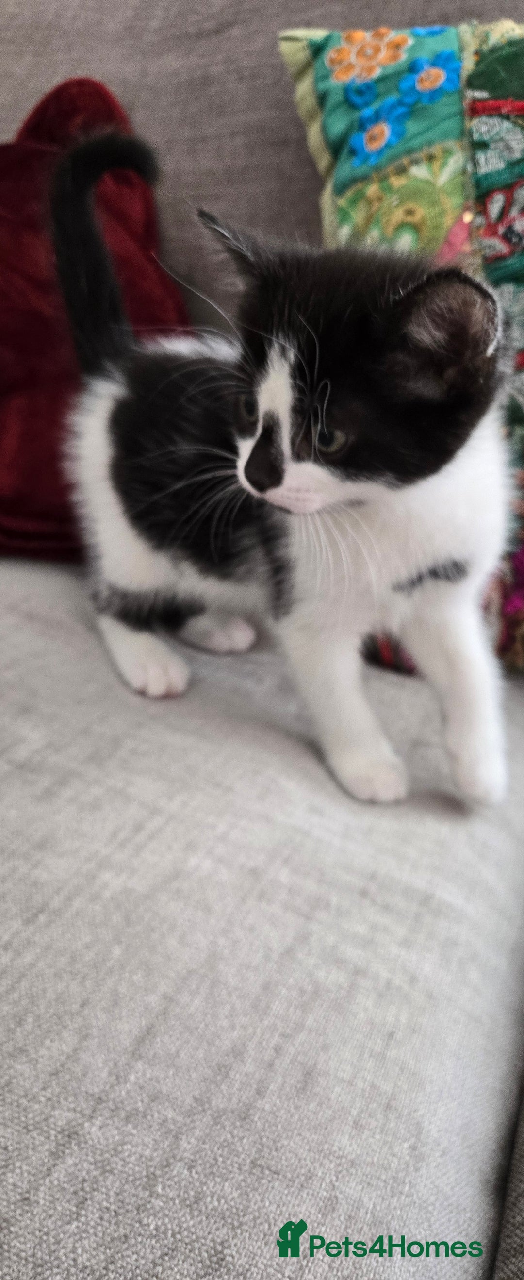 Mixed Breed cats for sale: Heart-Marked & Beautiful Kittens Ready - Image 5