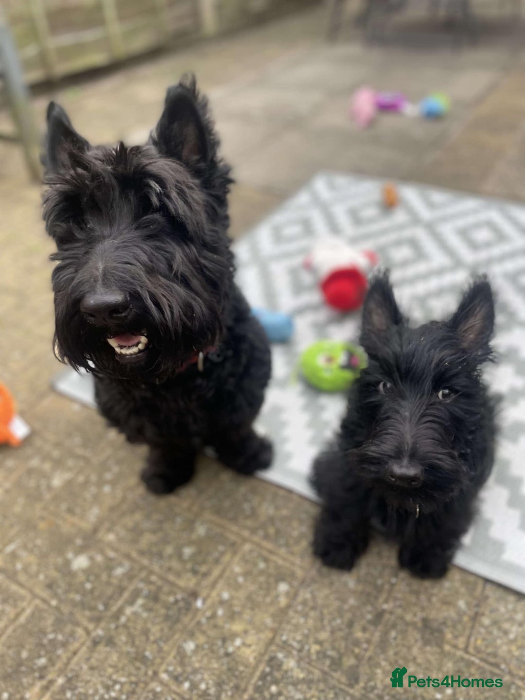 Scottish Terrier dogs for stud: Male Scottish Terrier for Stud - Image 11