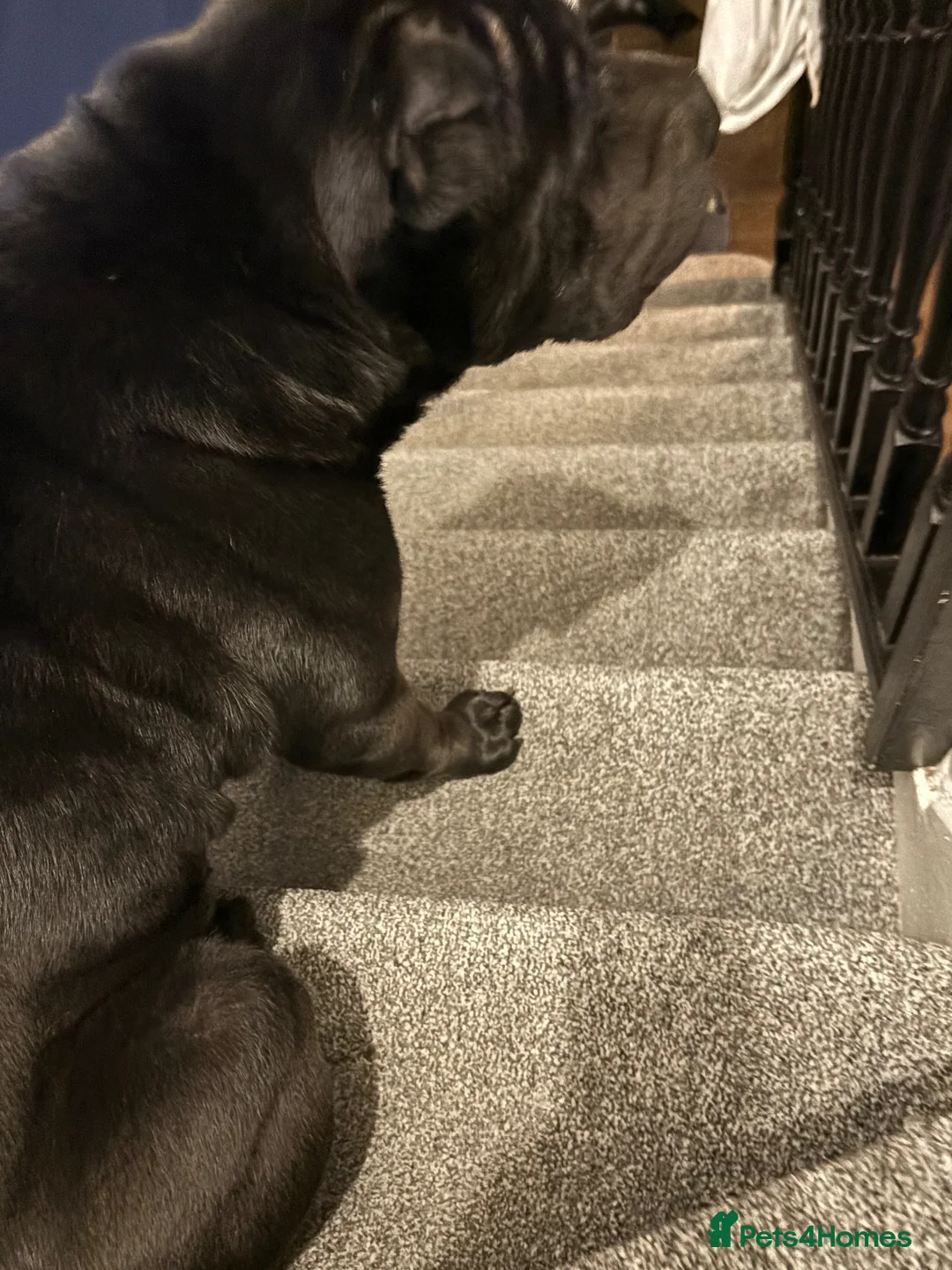 Shar Pei dogs for sale: Chaos  in Birmingham - Advert 3