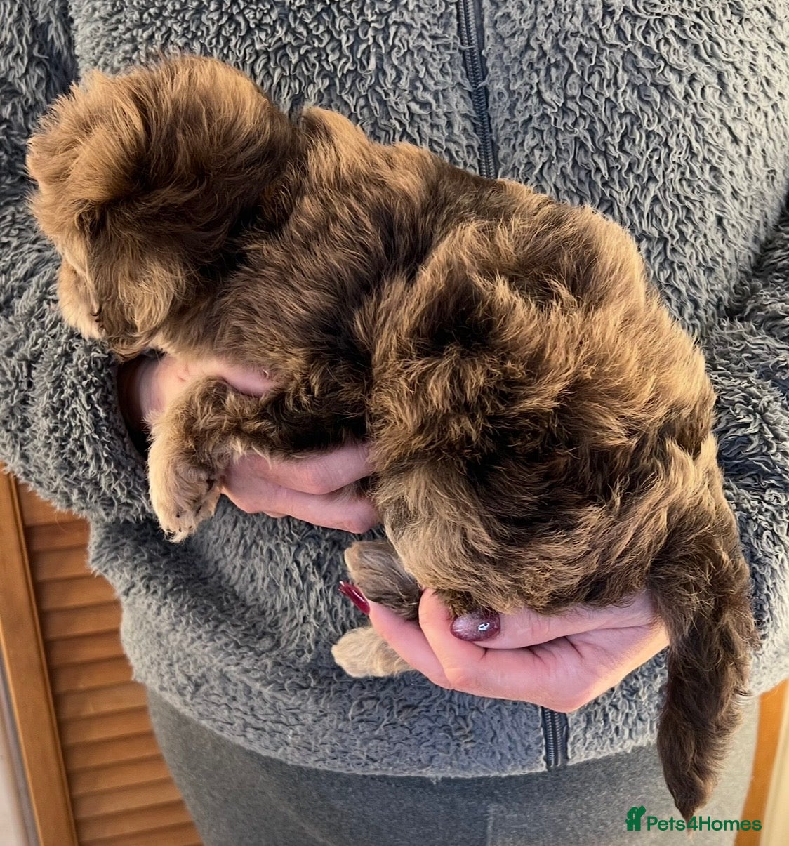 Labradoodle dogs Stunning Mini Labradoodle puppies - Advert 1