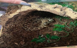 Snake reptiles for sale: Male Bull Snake - Image 2