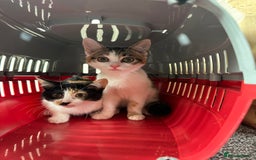 British Longhair cats for sale: Two beautiful kittens  - Image 1