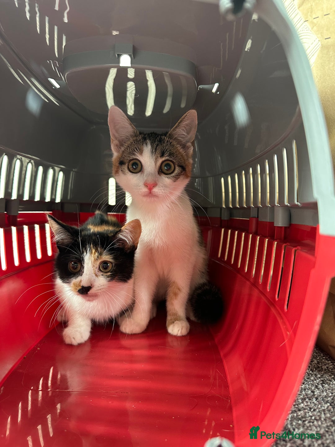 British Longhair cats for sale: Two beautiful kittens  - Image 1