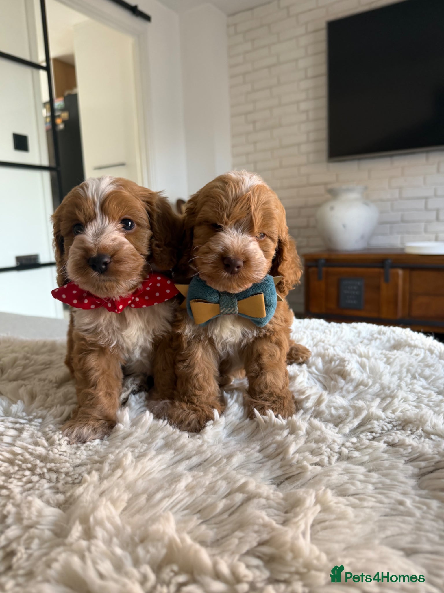 Cockapoo dogs Stunning  F1 Cockapoos PRA Clear Pedigree Parents - Advert 11