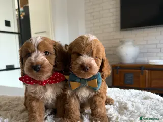Cockapoo dogs Stunning F1 Cockapoos PRA Clear Pedigree Parents - Advert 11