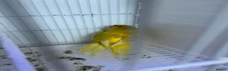 Mixed Breed birds for sale: Kakarikis  - Advert 12