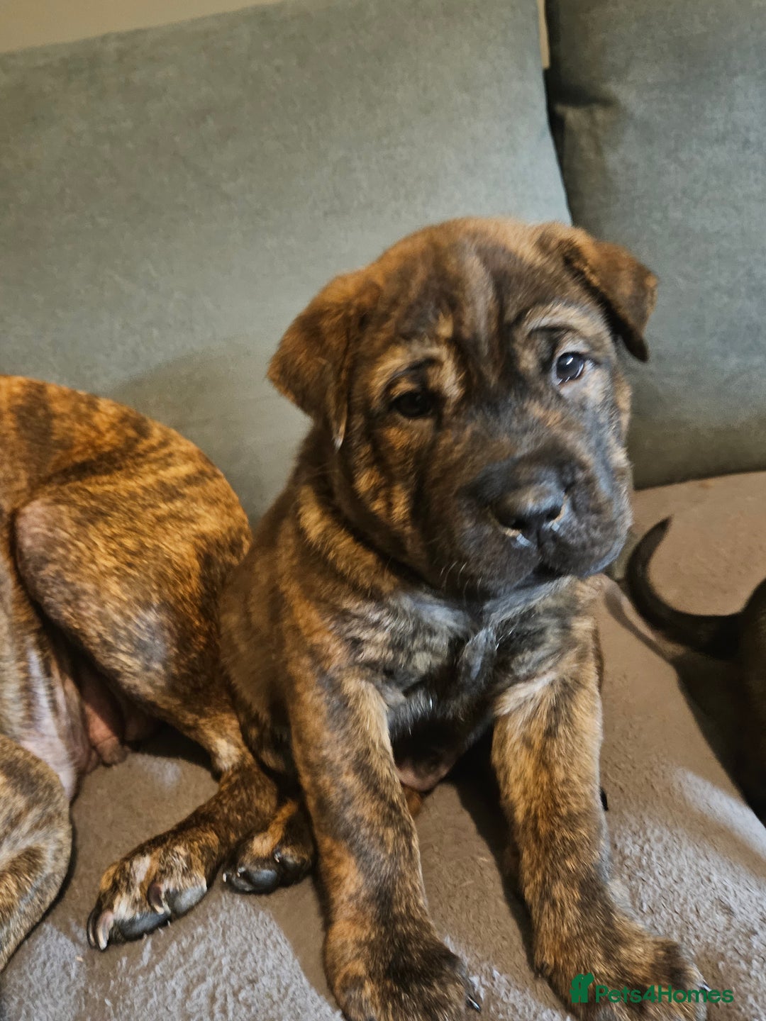 Mixed Breed dogs for sale: Cane corso x shar pei x staffy - Advert 13