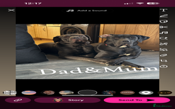 Mixed Breed dogs for sale: Cane corso/Great Dane puppies for sale ✨✨ - Image 4