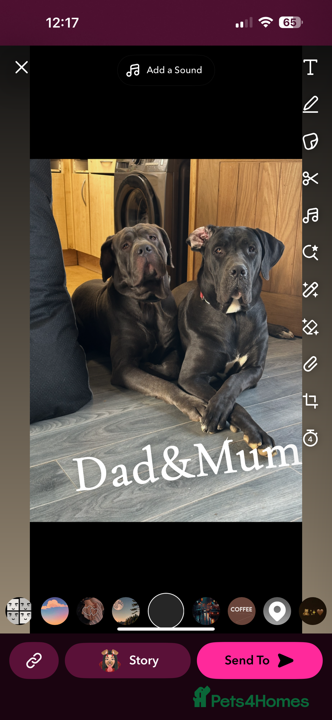 Mixed Breed dogs for sale: Cane corso/Great Dane puppies for sale ✨✨ - Image 4