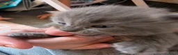 Ragdoll cats for sale: Mixed rag doll kittens - Advert 8