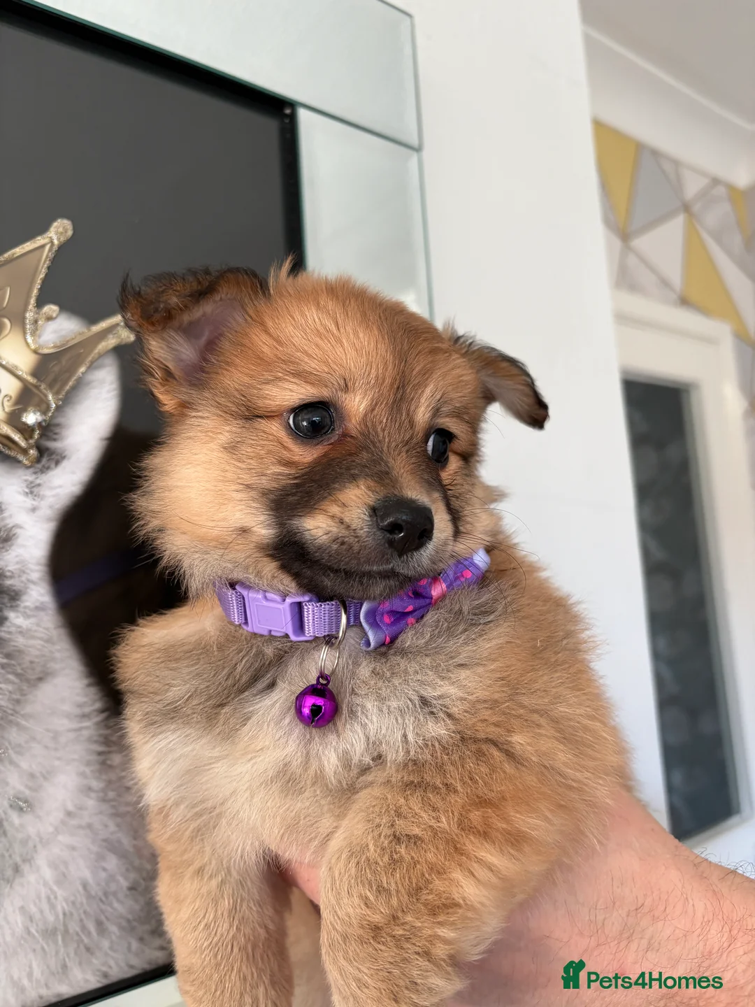 Mixed Breed dogs for sale: Italian volpino x deer head chihuahua puppies  - Advert 10