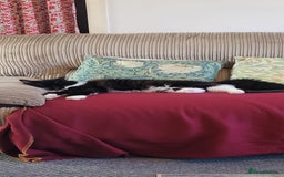 Maine Coon cats for sale: Tuxedo Maine Coon male 1yr - Image 6