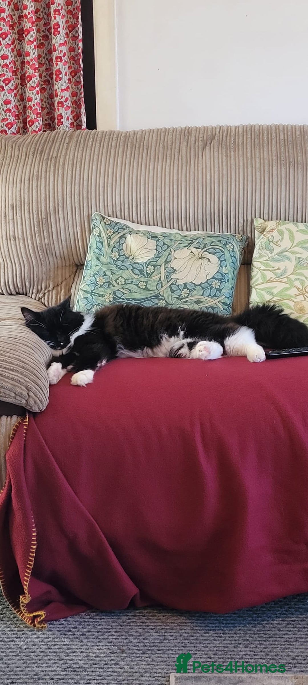 Maine Coon cats for sale: Tuxedo Maine Coon male 1yr - Image 6
