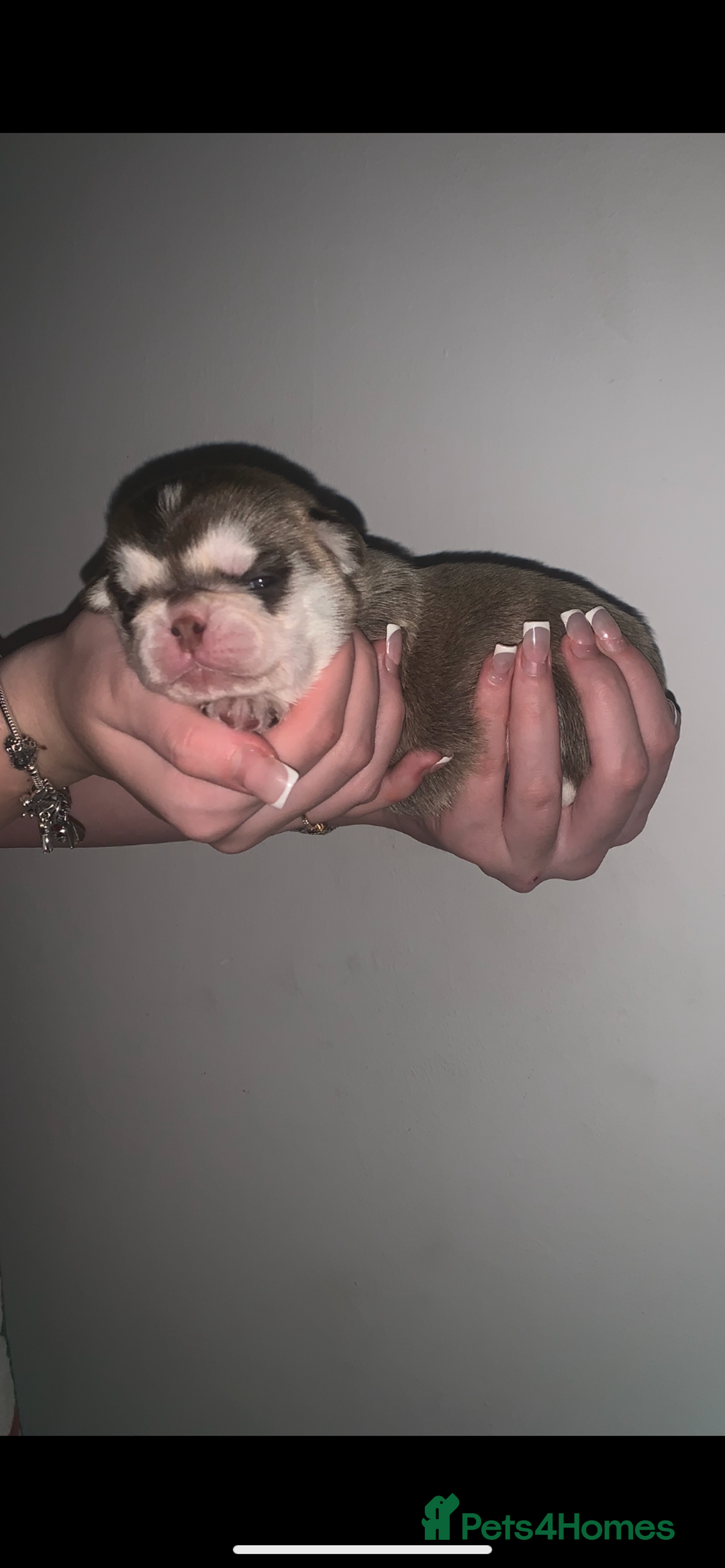 Pug dogs for sale: Pug 1 boy kc  - Advert 12