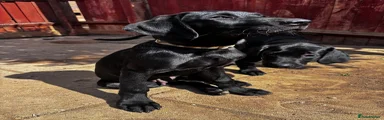 Labrador Retriever 2