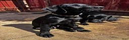 Labrador Retriever dogs for sale: Labrador retriever puppies - Advert 3