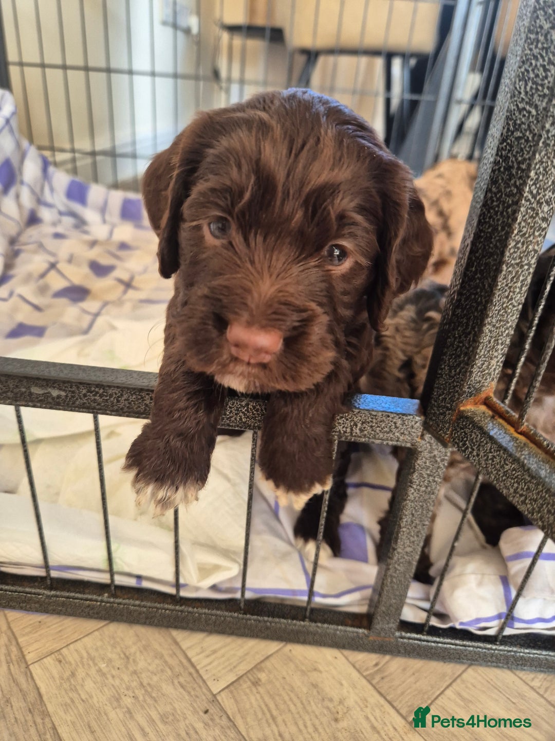 Cockapoo dogs for sale: Cockapoo pups - Image 5