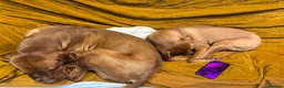 Hungarian Vizsla dogs for sale: Hungarian Vizslas - Advert 8