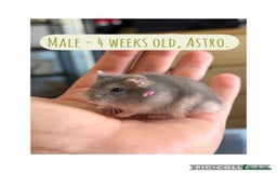 Hamster rodents for sale: Rescued Dwarf Hamsters For Adoption  - Image 8