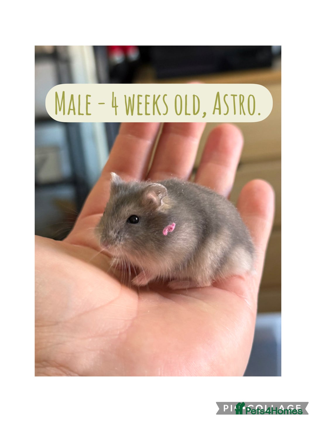 Hamster rodents for sale: Rescued Dwarf Hamsters For Adoption  - Image 8