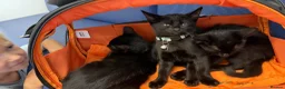 Mixed Breed cats for sale: Adorable Black Kittens Looking for Loving Homes in Blandford Forum - Advert 3