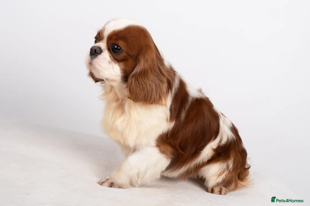 Cavalier King Charles Spaniel dogs for stud: EXCEPTIONAL KC REG HEALTH TESTED IMPORTED CAV STUD - Advert 2