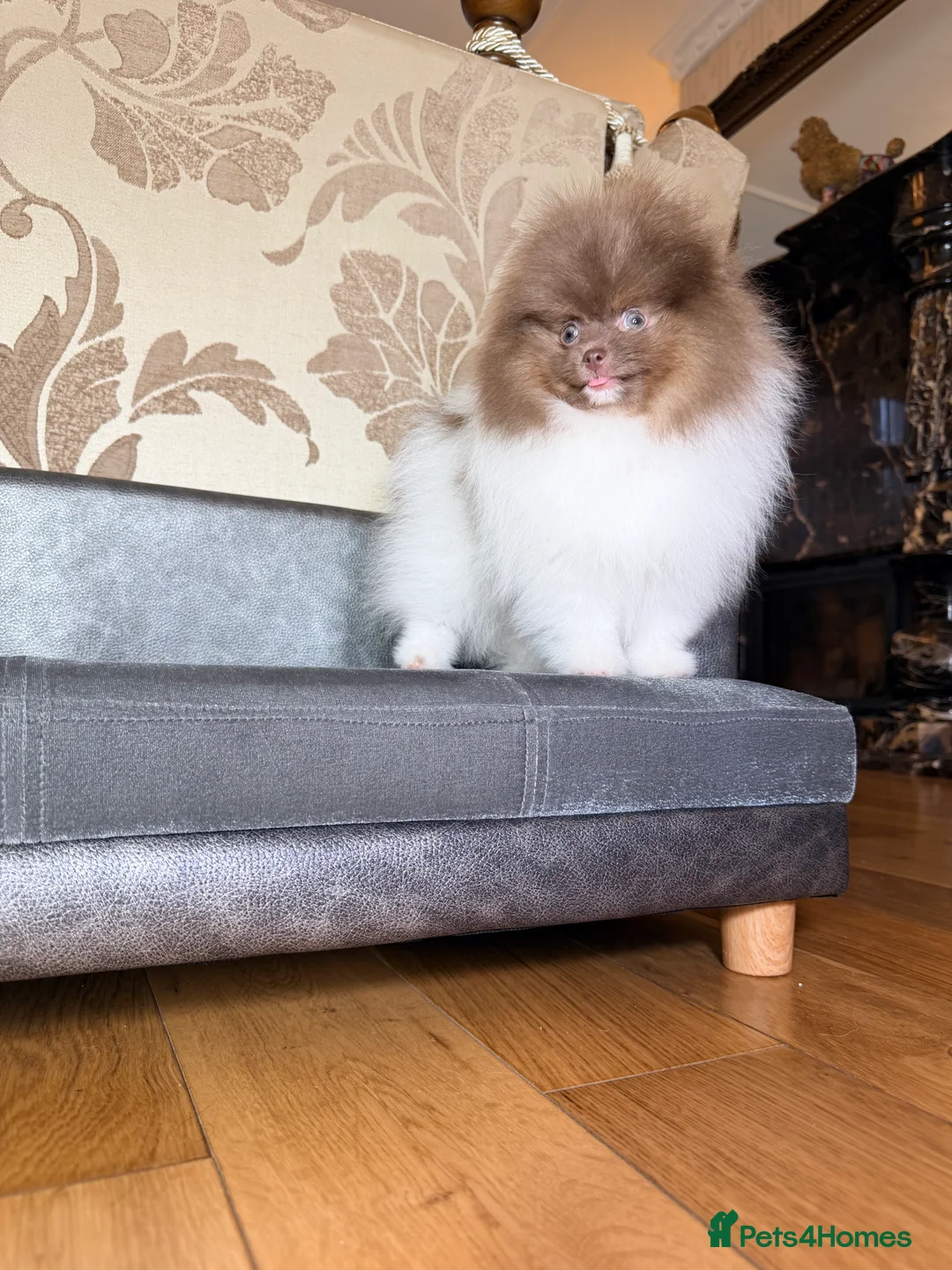 Pomeranian dogs for sale: Cute Pomeranian Boys and Girls  - Advert 24