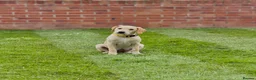 Labrador Retriever dogs for sale: 4 month old Labrador female - Advert 3