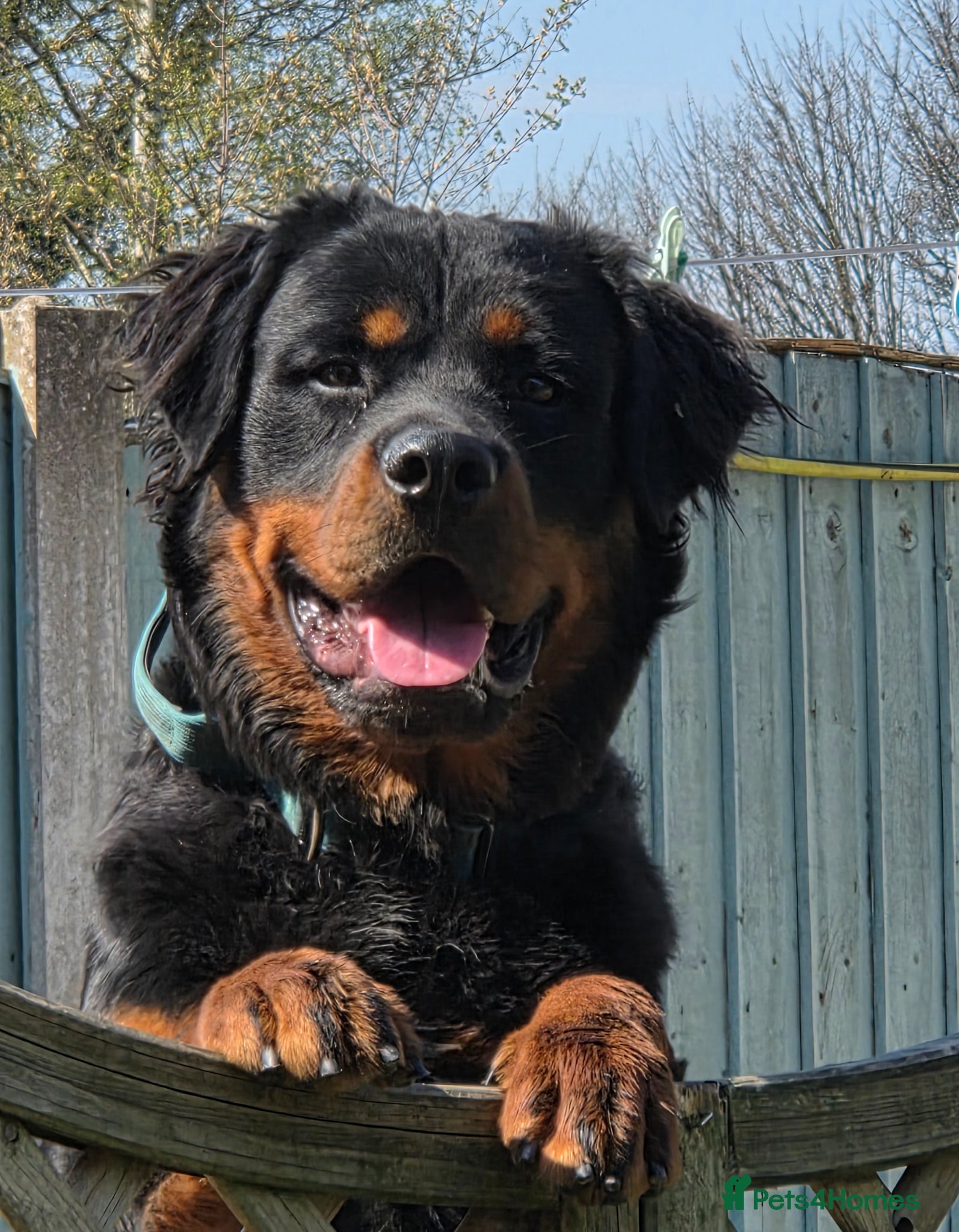 Rottweiler dogs Rottweiler at stud ( long haired )  - Advert 2