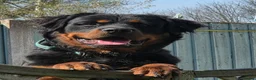 Rottweiler dogs for stud: Rottweiler at stud ( long haired )  - Advert 1
