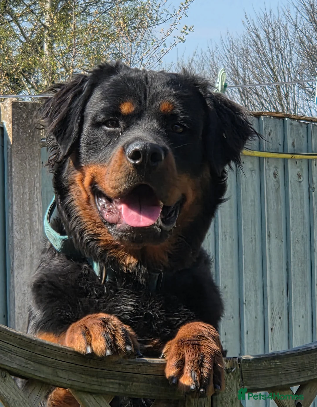 Rottweiler dogs for stud: Rottweiler at stud ( long haired )  - Advert 1