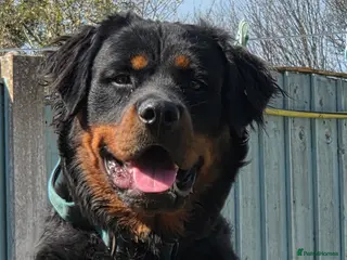 Rottweiler dogs Rottweiler at stud ( long haired ) - Advert 2