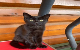 Mixed Breed cats for sale: Ready for forever homes NOW - Image 23