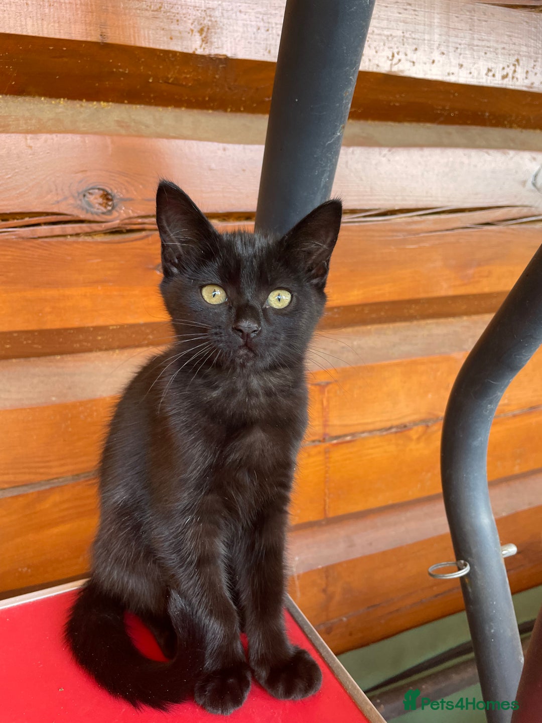 Mixed Breed cats for sale: Ready for forever homes NOW - Image 23