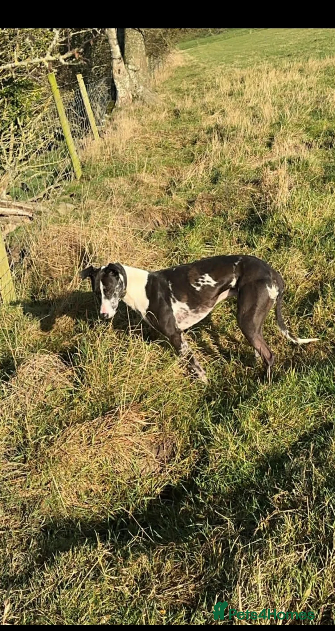 Lurcher dogs for sale: Collie bull greyhound  - Advert 2