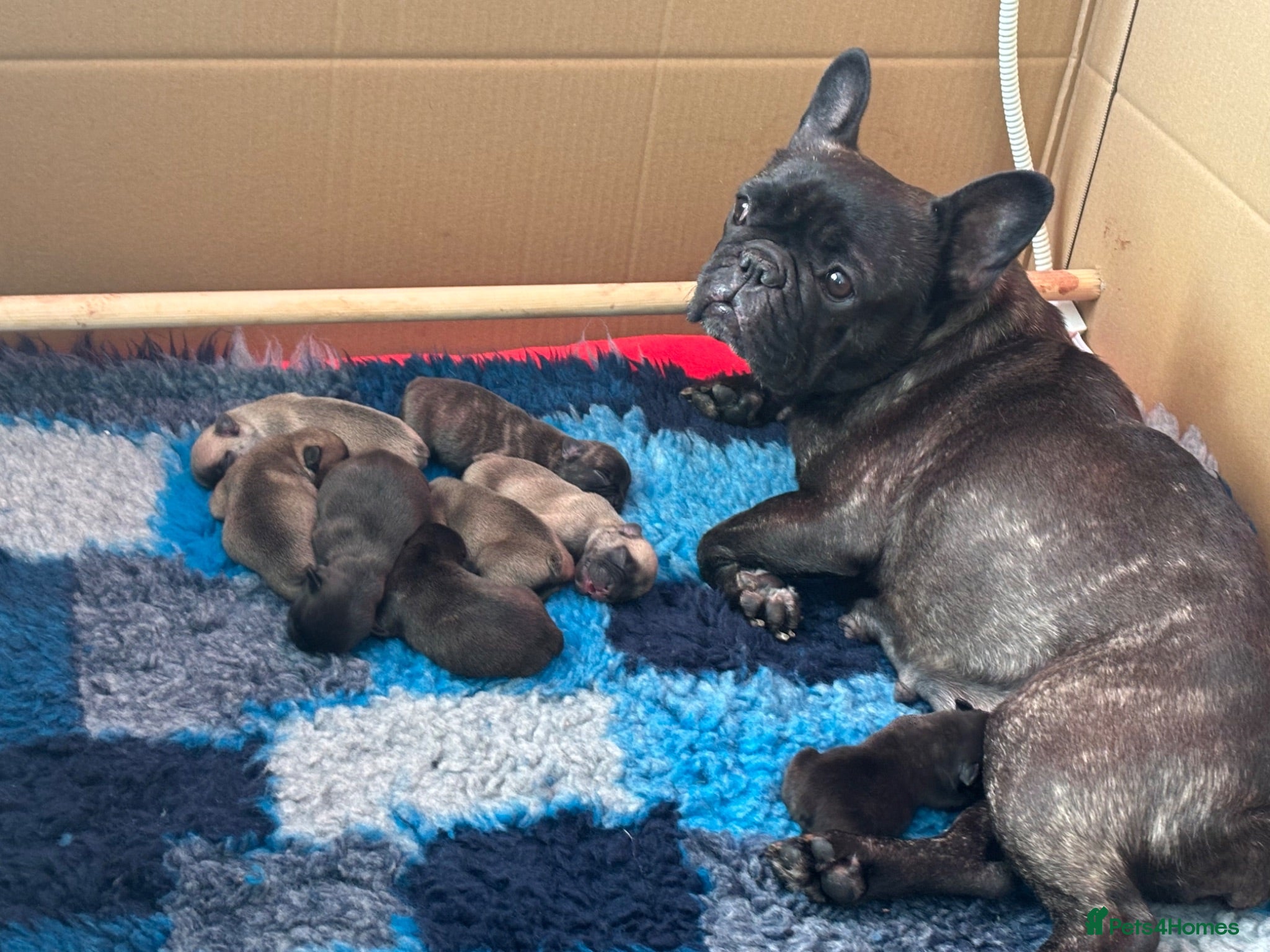 French Bulldog dogs Gorgeous French bulldog babies  - Advert 6