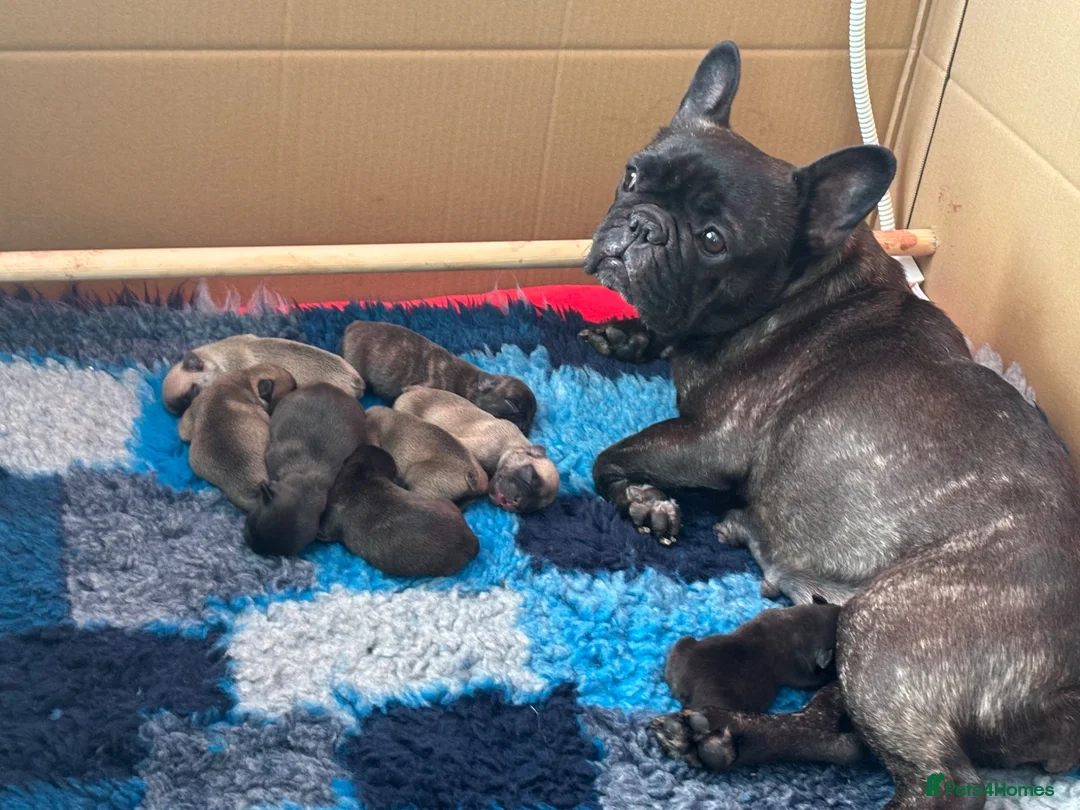 French Bulldog dogs for sale: Gorgeous French bulldog babies  - Advert 1