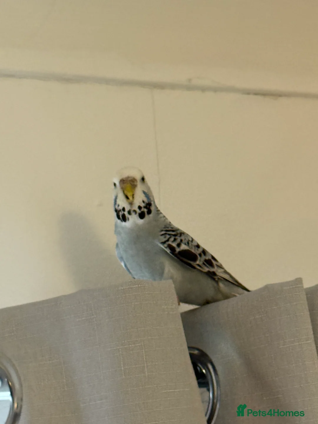 Budgerigars birds for sale: Mixed budgies - Advert 9