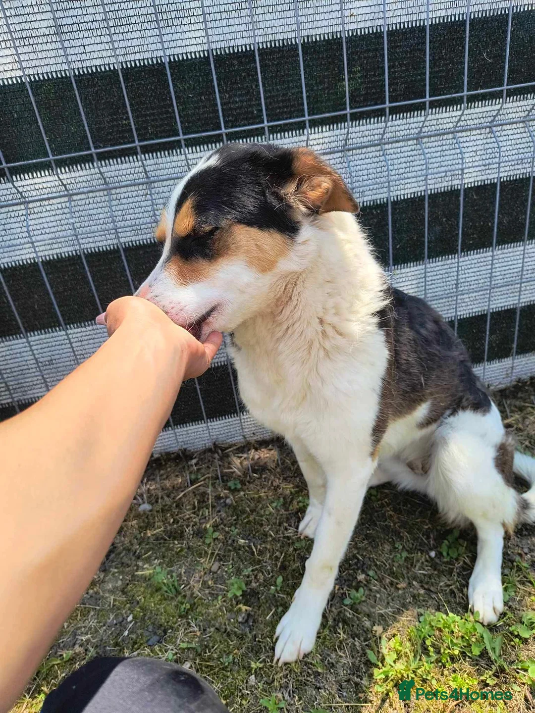 Mixed Breed dogs for adoption: Connie is looking for a home of her own! - Advert 4