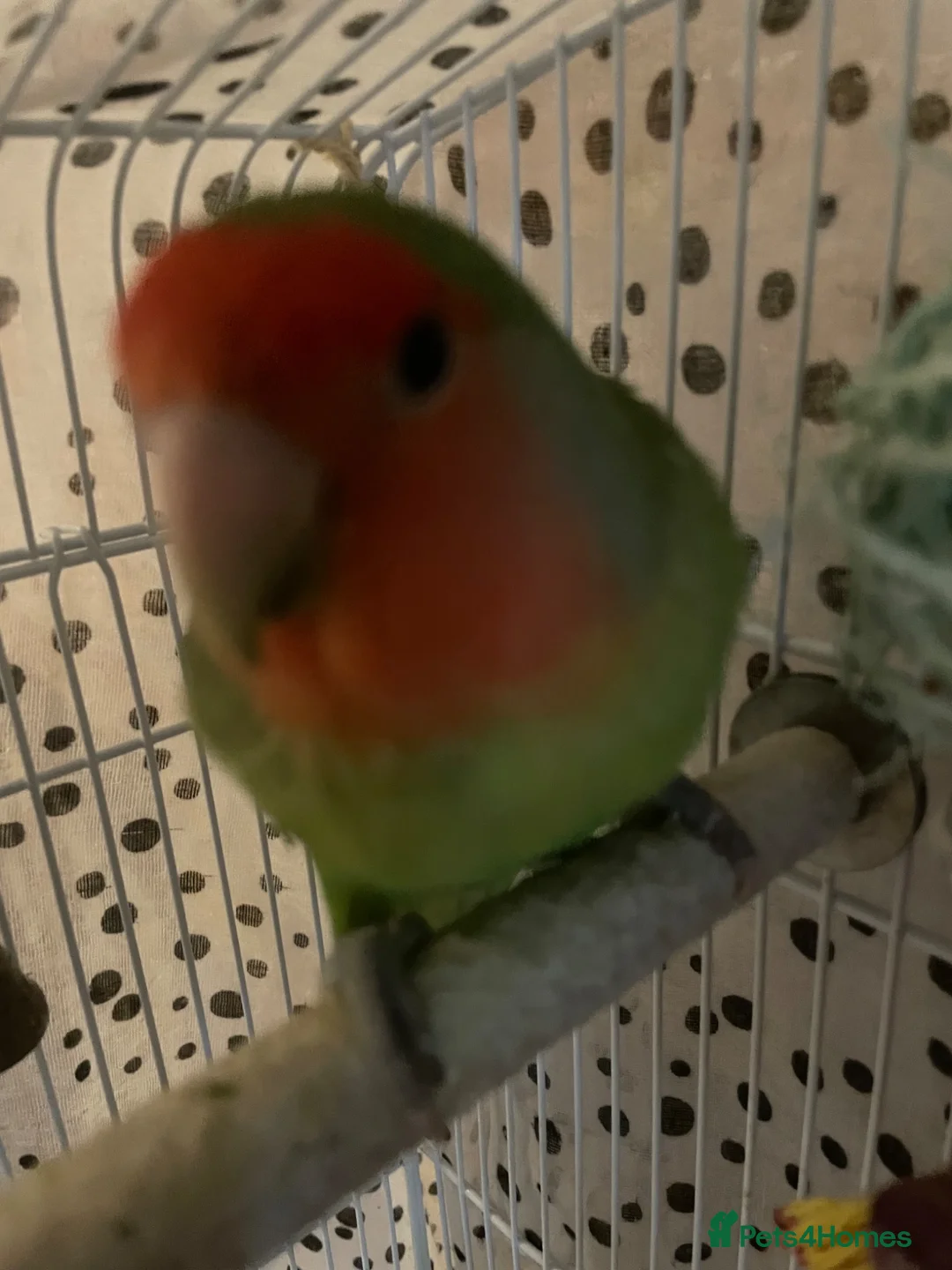 Lovebirds birds for sale: Beautiful baby lovebird male  - Advert 2