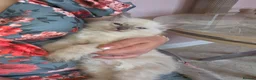 Ragdoll cats for sale: Ragdoll blue girl in Gloucester - Advert 7
