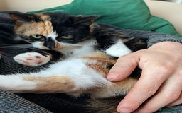 Domestic Shorthair cats for sale: Two Female cat for rehoming - Image 5