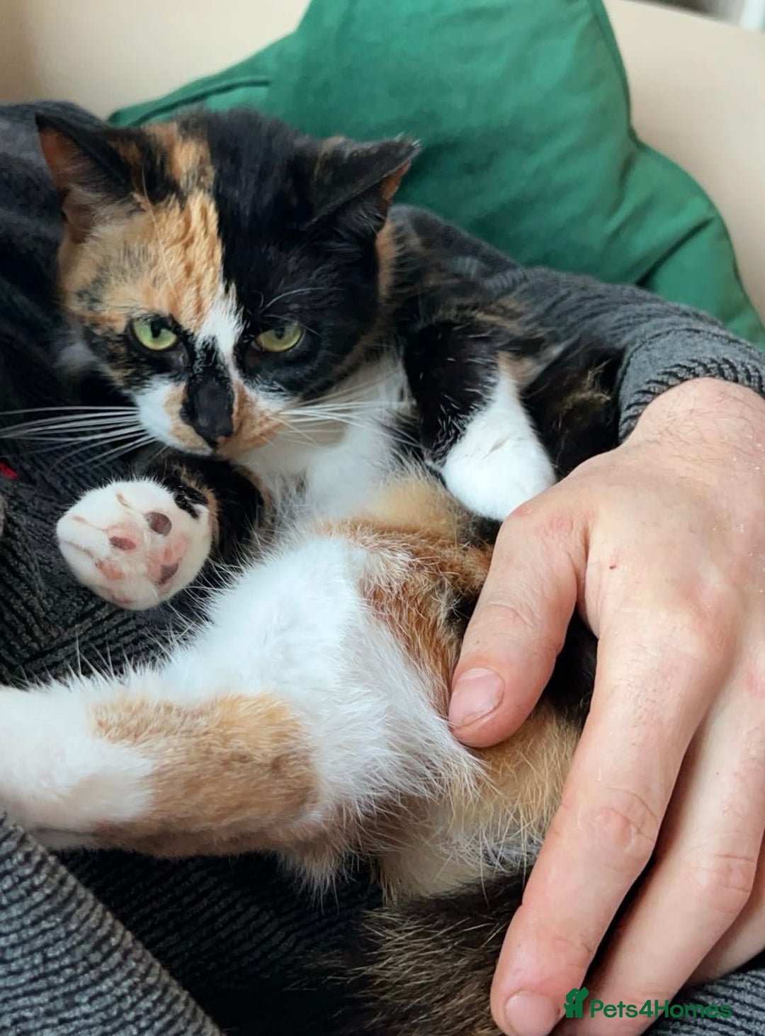 Domestic Shorthair cats for sale: Two Female cat for rehoming - Image 5