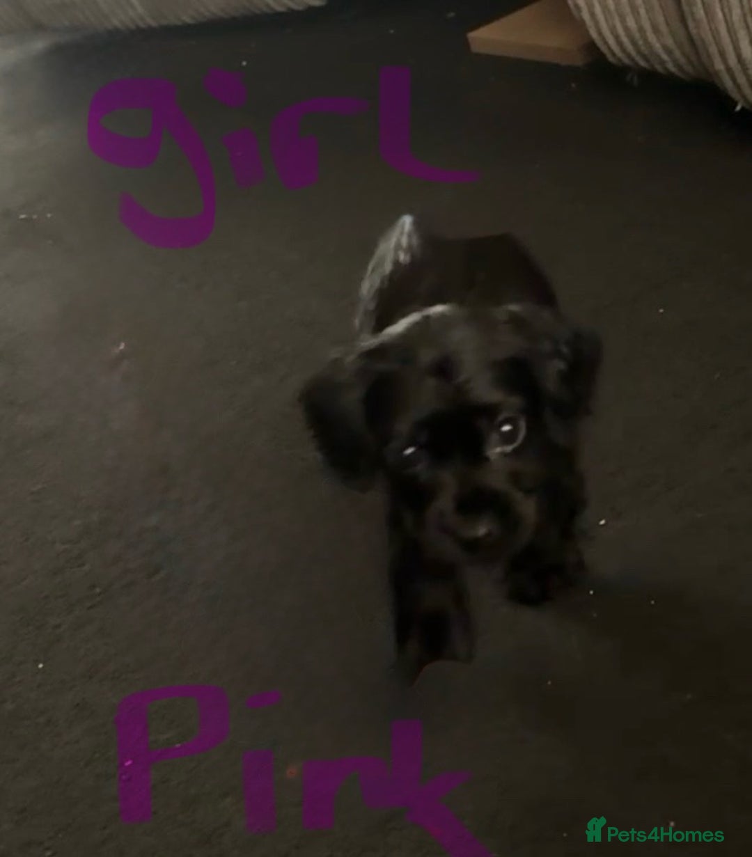 Cocker Spaniel dogs for sale: 3 Black cocker spaniels ready 8th December - Advert 6