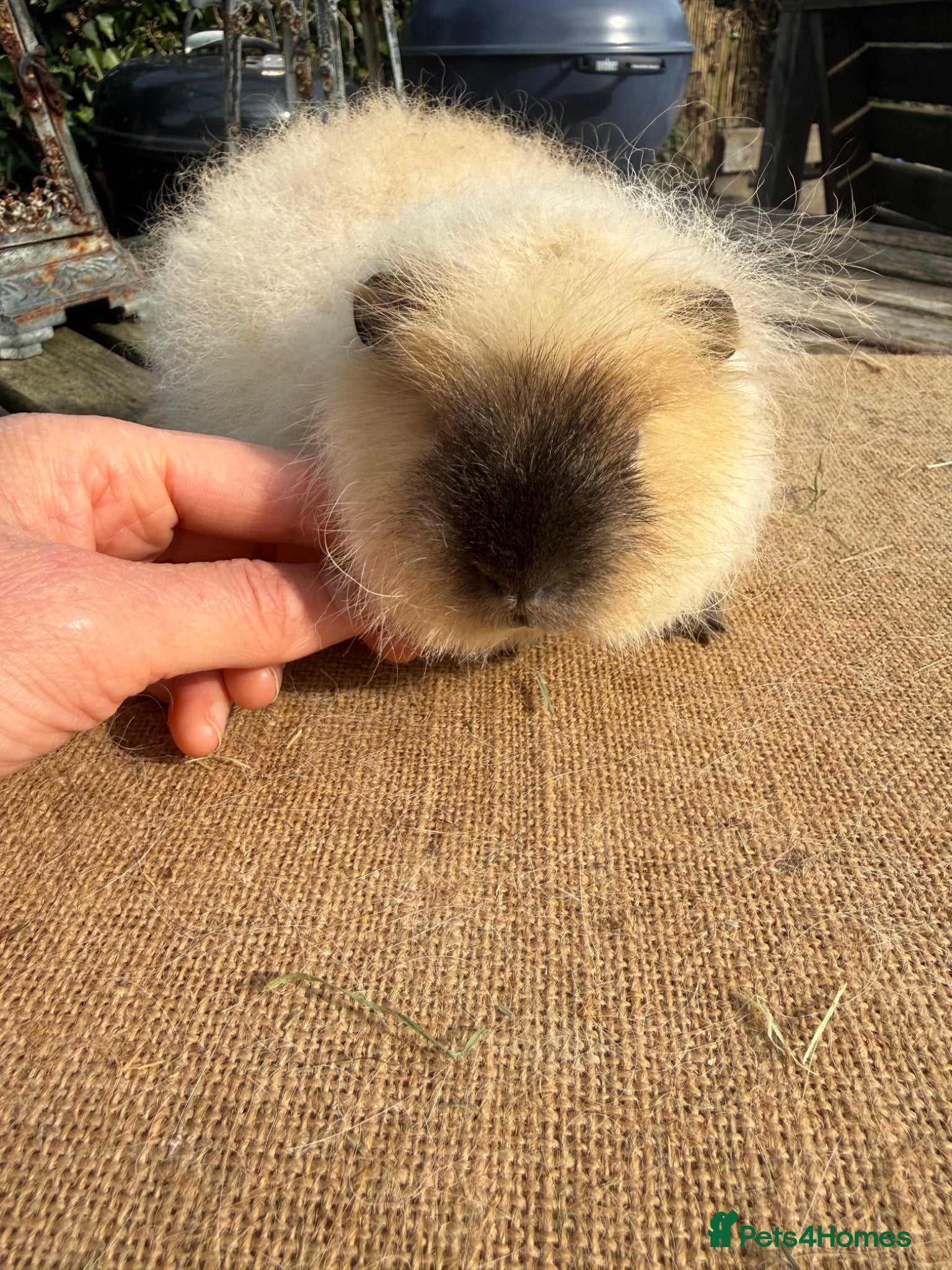 Guinea Pig rodents Pure bred Swiss & Californian boar guinea pigs  - Advert 19