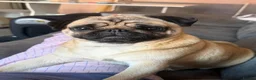 Pug dogs for sale: Pip the pug  - Advert 2