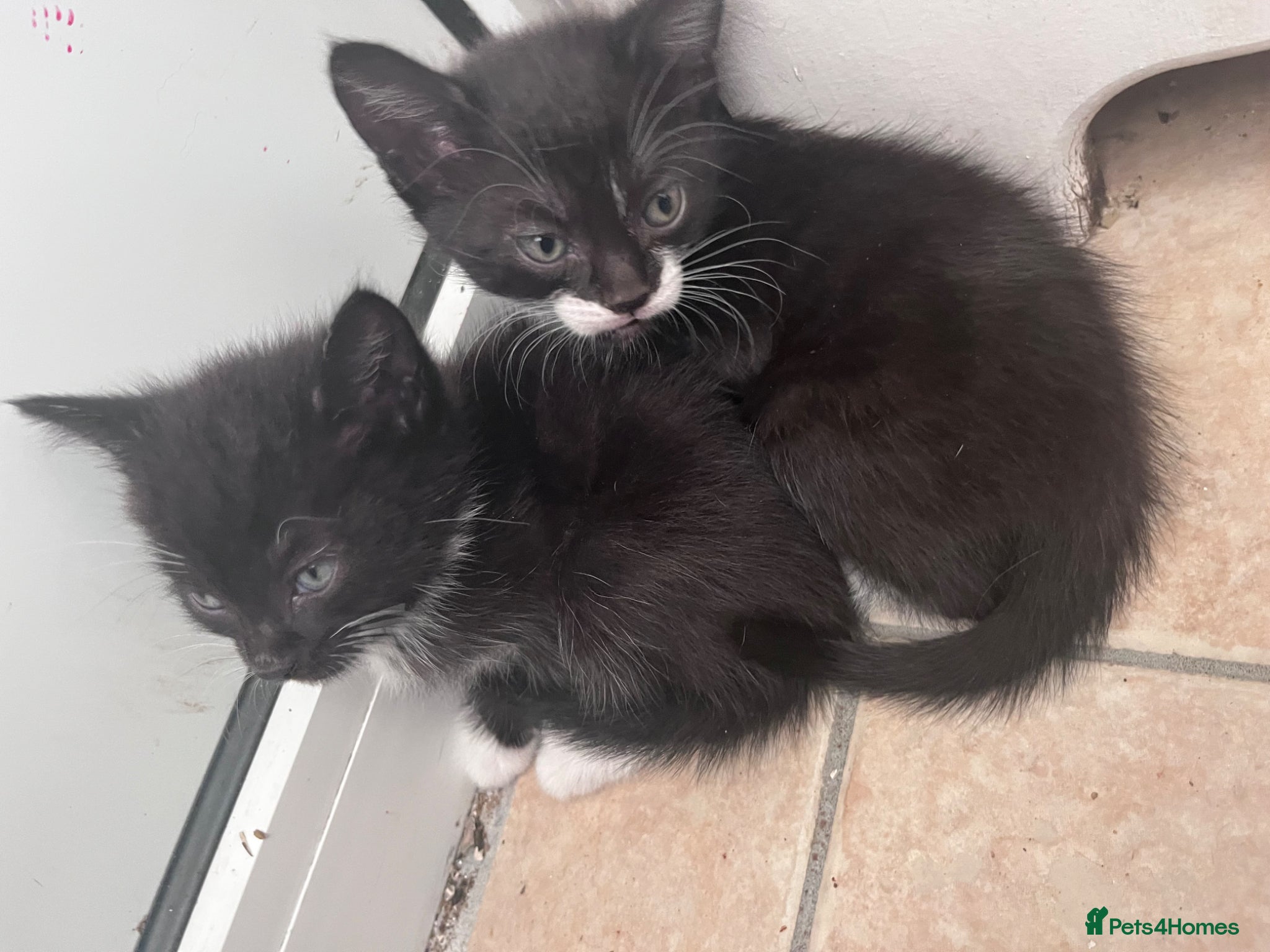 Mixed Breed cats for sale: Beautiful kittens in Southsea - Advert 11