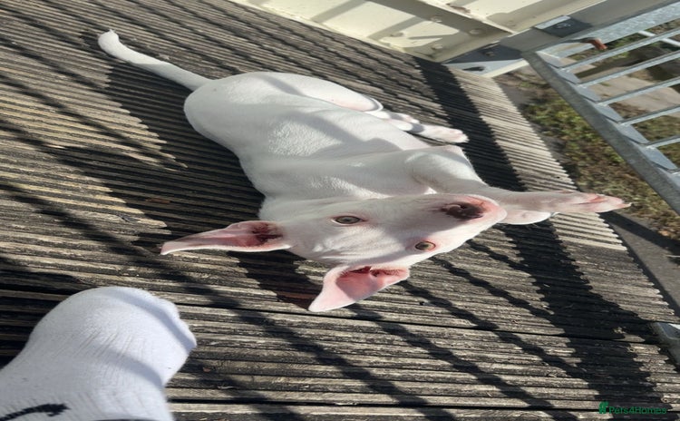 Mixed Breed dogs - Advert 1